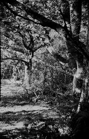 TREES IN GRAPERY IN S.E.WOOD NEAR STREAM